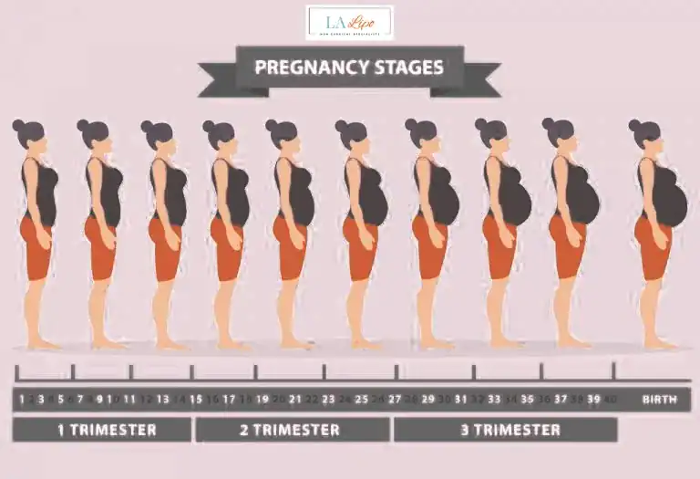 First Trimester (Weeks 1–12): Early Changes You Might Not Notice Acton